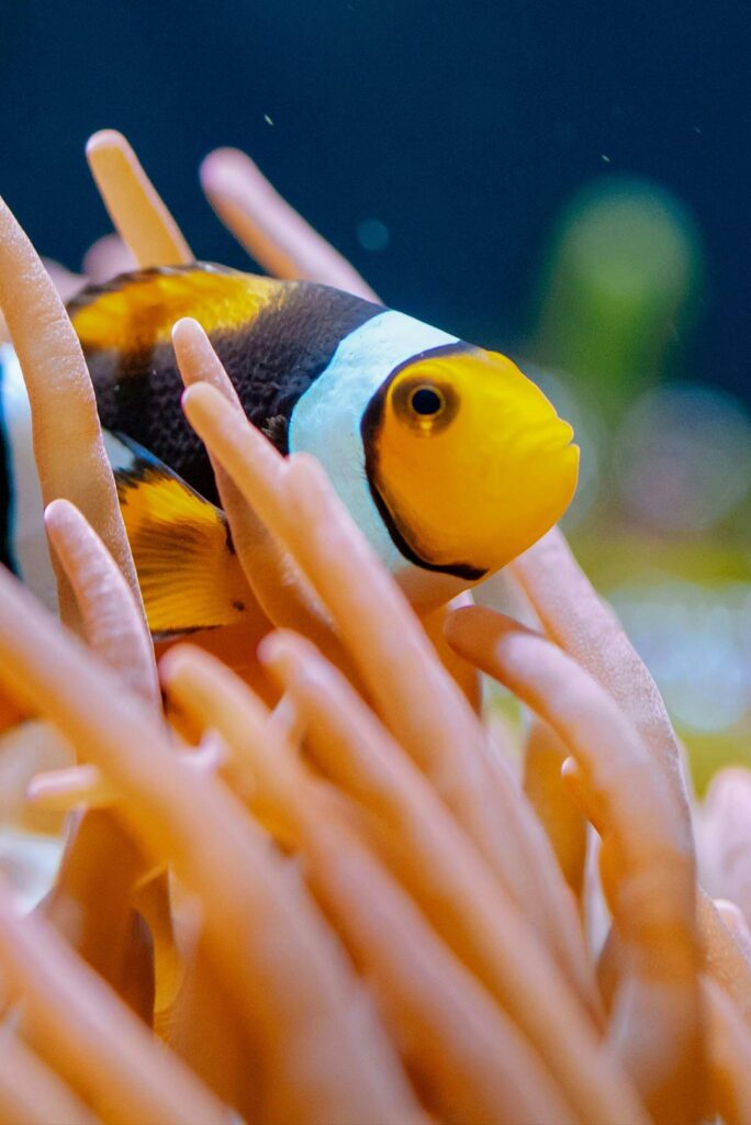 Fish and coral