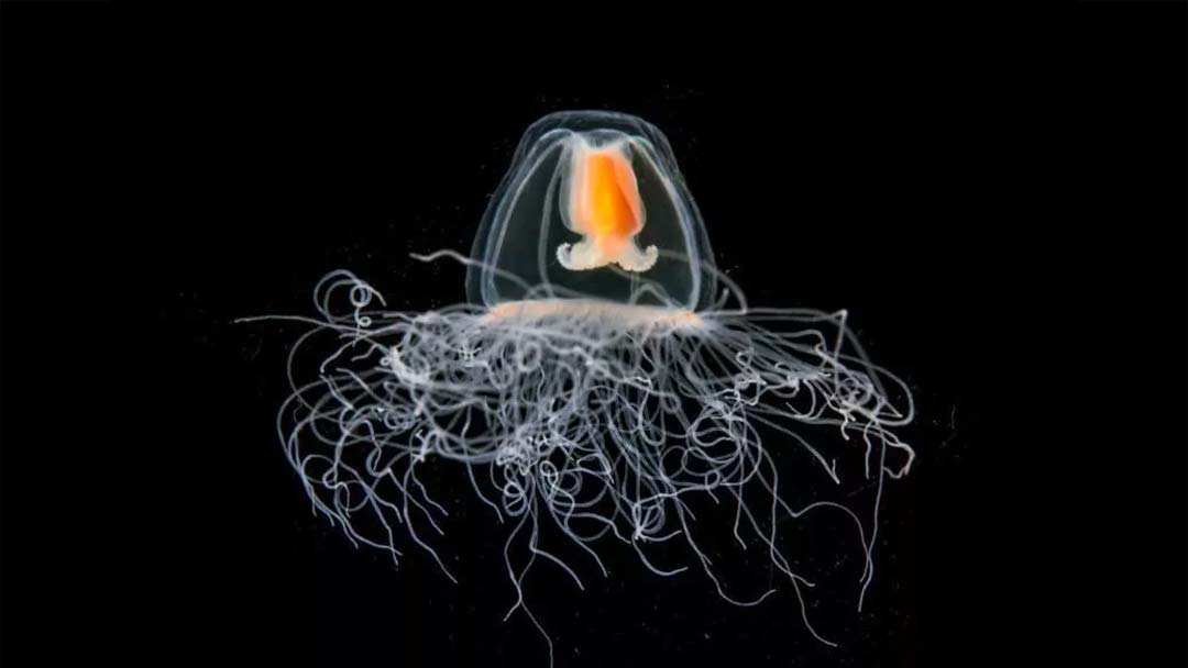 Plancton - Photo de Christian Sarder