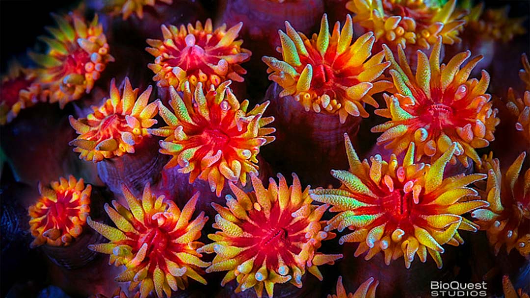 Pete West - Bioquest studios