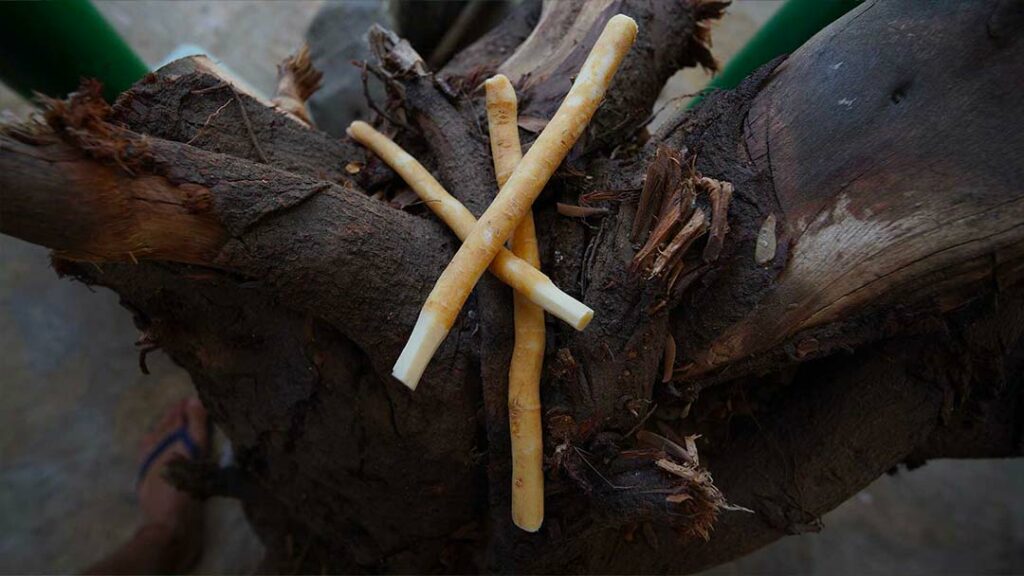 Brosse à dents siwak