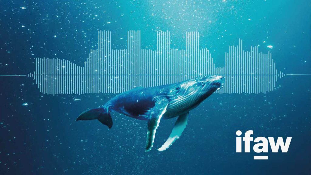Blue Speeds - IFAW