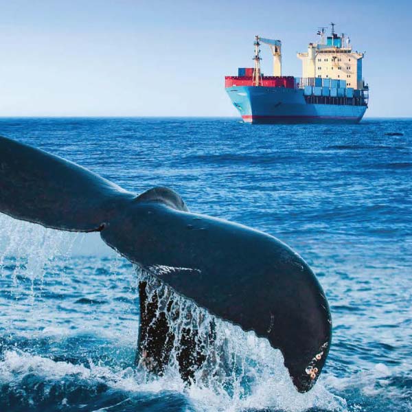 Pollution sonore transport maritime